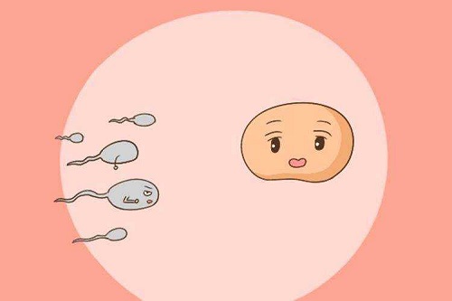 10个人做试管婴儿几个能成功？如何做能提高试管成功率？