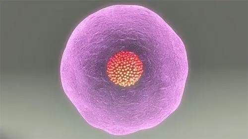试管婴儿第一次成功的经验总结